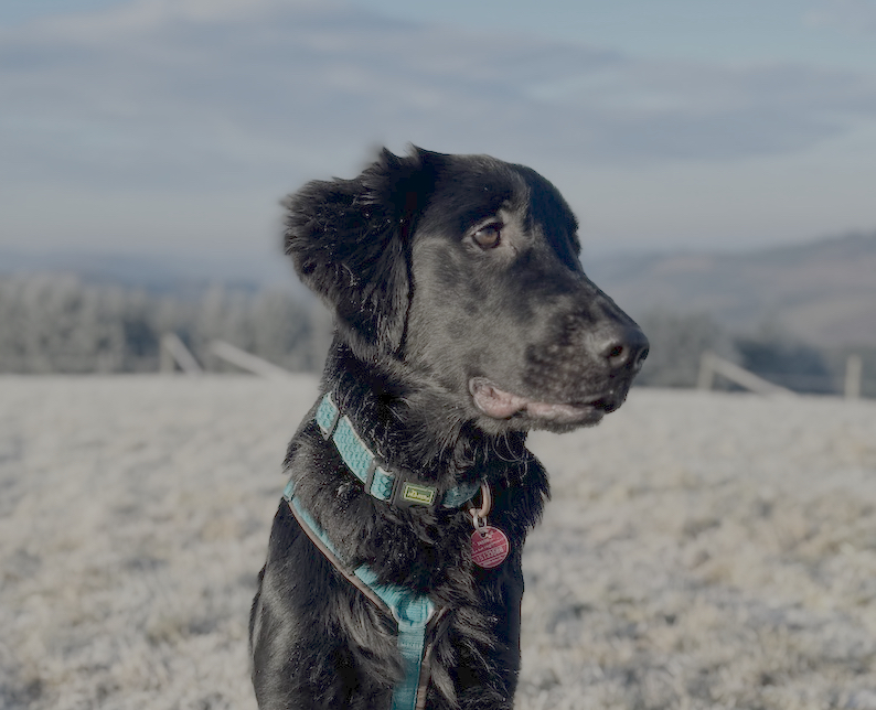 Mochi – Therapiehund der Praxis, Flat Coated Retriever